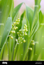 Attēlu rezultāti vaicājumam “Convallaria majalis bud”