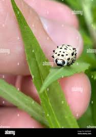 Attēlu rezultāti vaicājumam “Chrysomela vigintipunctata”