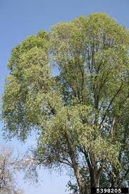 Attēlu rezultāti vaicājumam “Populus simonii”