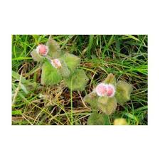 Attēlu rezultāti vaicājumam “Liposthenes glechomae”