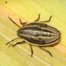 Attēlu rezultāti vaicājumam “Aelia acuminata”