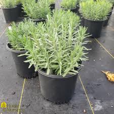 Attēlu rezultāti vaicājumam “Lavandula angustifolia”