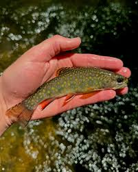 Image result for Salvelinus fontinalis