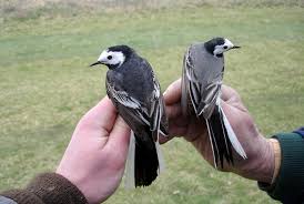 Image result for Motacilla alba