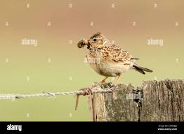 Attēlu rezultāti vaicājumam “Alauda arvensis adult”