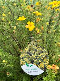 Attēlu rezultāti vaicājumam “Pentaphylloides fruticosa flower”