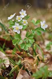 Attēlu rezultāti vaicājumam “Isopyrum thalictroides flower”