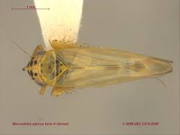 Attēlu rezultāti vaicājumam “Macrosteles sp.”