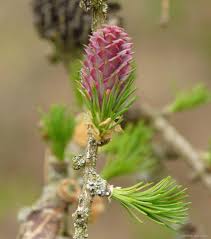 Attēlu rezultāti vaicājumam “Larix decidua flower”