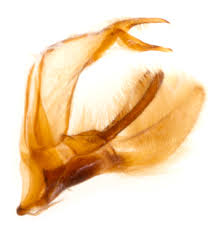 Attēlu rezultāti vaicājumam “Pediasia fascelinella”