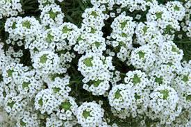 Image result for Alyssum diffusum