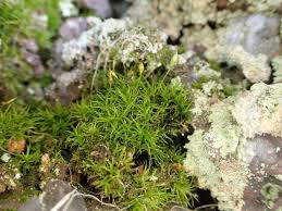 Attēlu rezultāti vaicājumam “Cynodontium strumiferum”