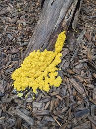 Attēlu rezultāti vaicājumam “Fuligo septica var. rosea young”