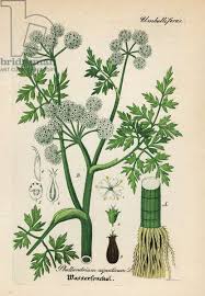 Attēlu rezultāti vaicājumam “Oenanthe aquatica leaf”