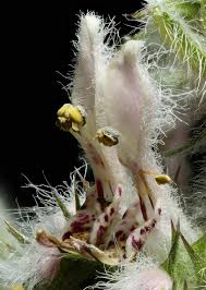 Attēlu rezultāti vaicājumam “Leonurus quinquelobatus”