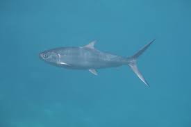 Image result for Chanos chanos