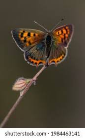 Attēlu rezultāti vaicājumam “Lycaeniinae”