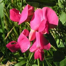 Attēlu rezultāti vaicājumam “Lathyrus tuberosus flower”