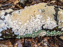 Attēlu rezultāti vaicājumam “Cystostereum murrayi”