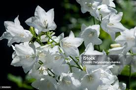 Image result for Campanula formanekiana