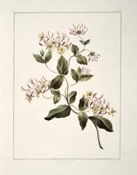 Attēlu rezultāti vaicājumam “Lonicera caprifolium”