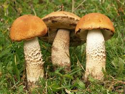 Attēlu rezultāti vaicājumam “Leccinum melaneum”