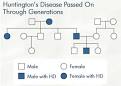 <b>Huntington's Disease</b>