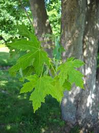 Attēlu rezultāti vaicājumam “Acer saccharinum leaf”