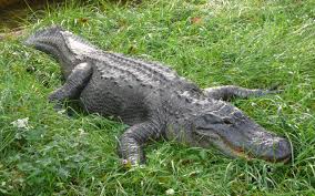 Image result for Alligator mississippiensis