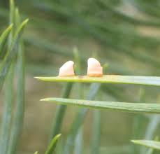 Attēlu rezultāti vaicājumam “Coleosporium sp.”