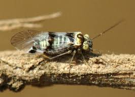 Attēlu rezultāti vaicājumam “Psocoptera”