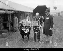 Image result for Devizes Dazzlers