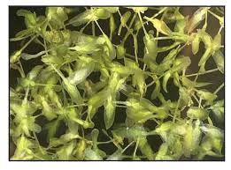 Attēlu rezultāti vaicājumam “Lemna trisulca”