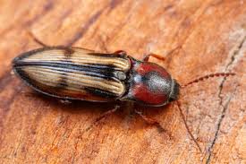 Attēlu rezultāti vaicājumam “Selatosomus cruciatus”