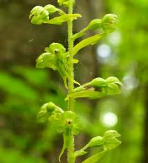 Attēlu rezultāti vaicājumam “Lycogala sphaeroconicum young”