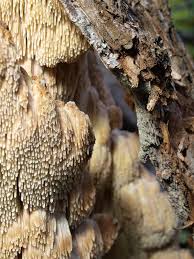 Attēlu rezultāti vaicājumam “Sarcodontia crocea”