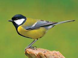 Attēlu rezultāti vaicājumam “Parus major female”