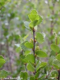 Attēlu rezultāti vaicājumam “Betula nana leaf”