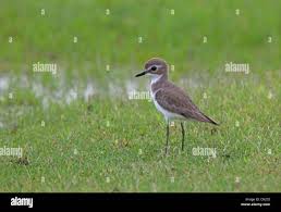 Image result for Charadrius mongolus