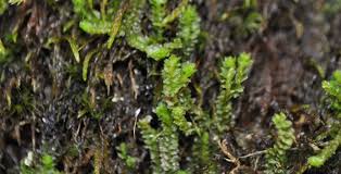 Attēlu rezultāti vaicājumam “Hygrohypnum luridum”