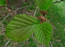 Attēlu rezultāti vaicājumam “Hamamelis japonica”
