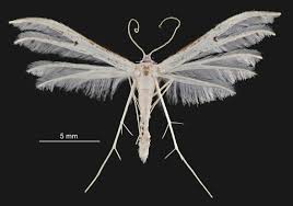 Attēlu rezultāti vaicājumam “Pterophoridae”