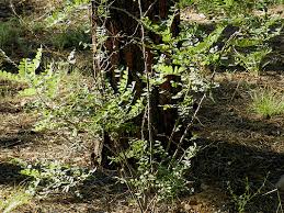 Attēlu rezultāti vaicājumam “Robinia neomexicana”