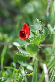 Image result for Lotus tetragonolobus