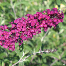 Image result for Buddleja davidii