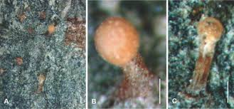 Attēlu rezultāti vaicājumam “Nectria episphaeria”