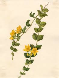 Image result for Lysimachia nummularia