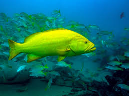 Image result for Mycteroperca microlepis