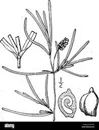 Attēlu rezultāti vaicājumam “Potamogeton compressus”