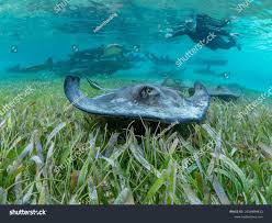 Image result for Hypanus americanus